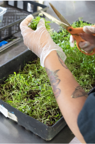 Fresh produce from Balance Farms is being harvested to create Balance Pan-Asian Grille’s tasty bowls. 