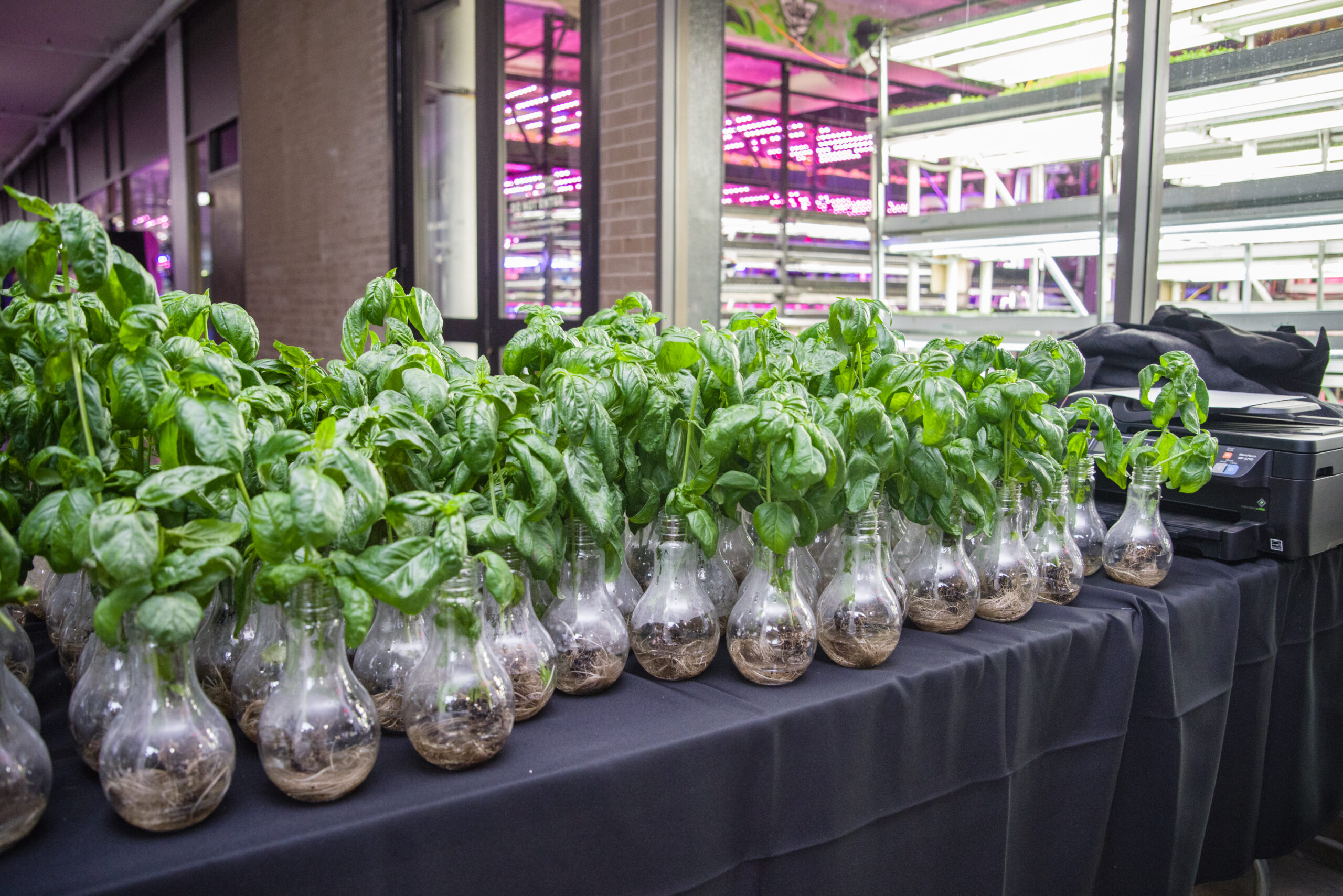 Fresh basil plants growing inside clear bulb containers at Balance Farms, captured in a sleek modern urban farm setting.