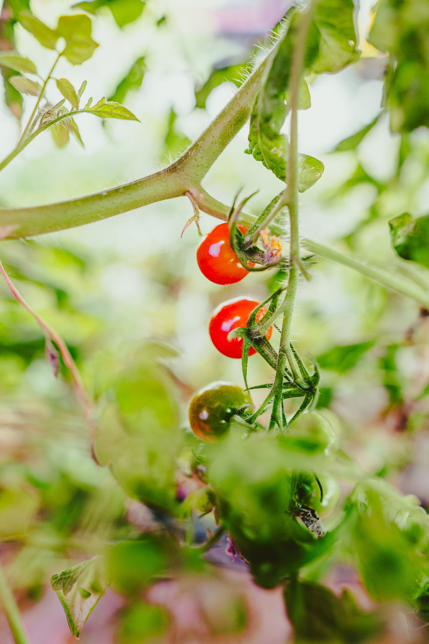 Close-up of ripe cherry tomatoes growing on the vine inside Balance Farms’ indoor vertical garden.