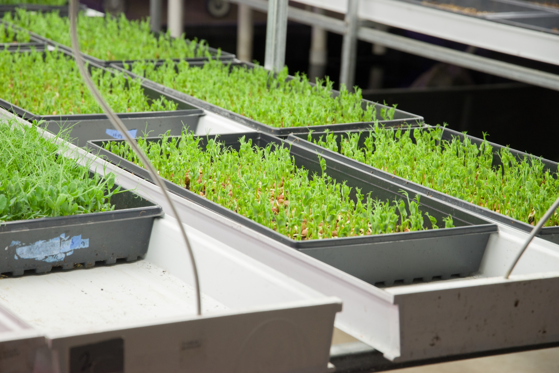 Fresh microgreens sprouting inside Balance Farms' vertical farm, grown hydroponically for peak flavor and freshness.